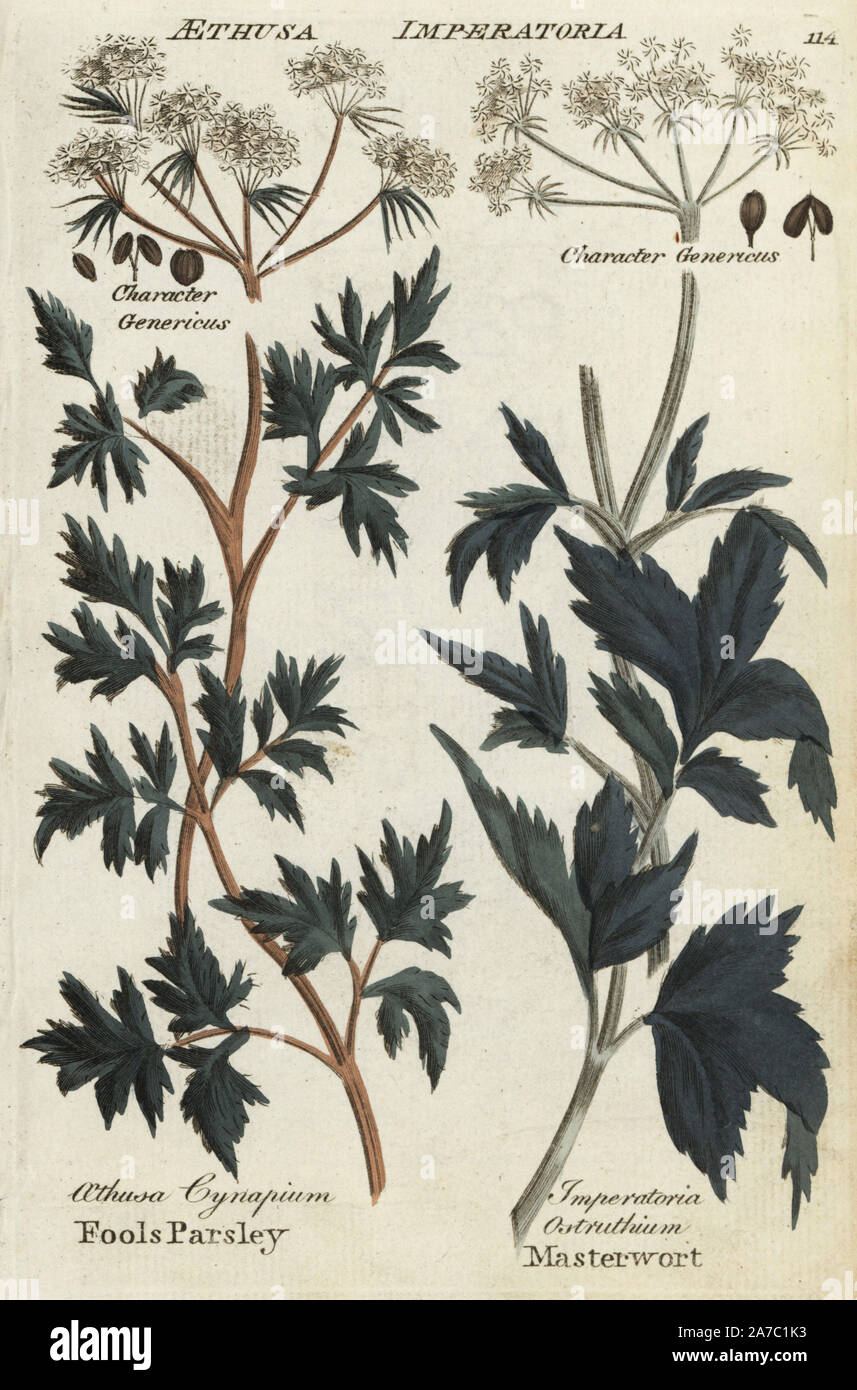 Fool's Petersilie, Aethusa cynapium und masterwort, Imperatoria Ostruthium. Papierkörbe botanischen Kupferstich von einem unbekannten Künstler von "Culpeper's Englisch Familie Arzt oder medizinische Kräuter vergrößert, mit mehreren Hundert zusätzliche Pflanzen, hauptsächlich von Sir John Hill" von Joshua Hamilton, London, W. Locke, 1792. Stockfoto