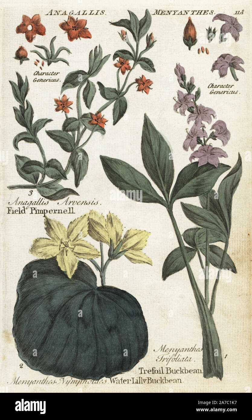 Scarlet pimpernel, Anagallis arvensis, bogbean, Menyanthes dreiblättrige; und Fransen waterlilly, Nymphoides Peltata. Papierkörbe botanischen Kupferstich von einem unbekannten Künstler von "Culpeper's Englisch Familie Arzt oder medizinische Kräuter vergrößert, mit mehreren Hundert zusätzliche Pflanzen, hauptsächlich von Sir John Hill" von Joshua Hamilton, London, W. Locke, 1792. Stockfoto