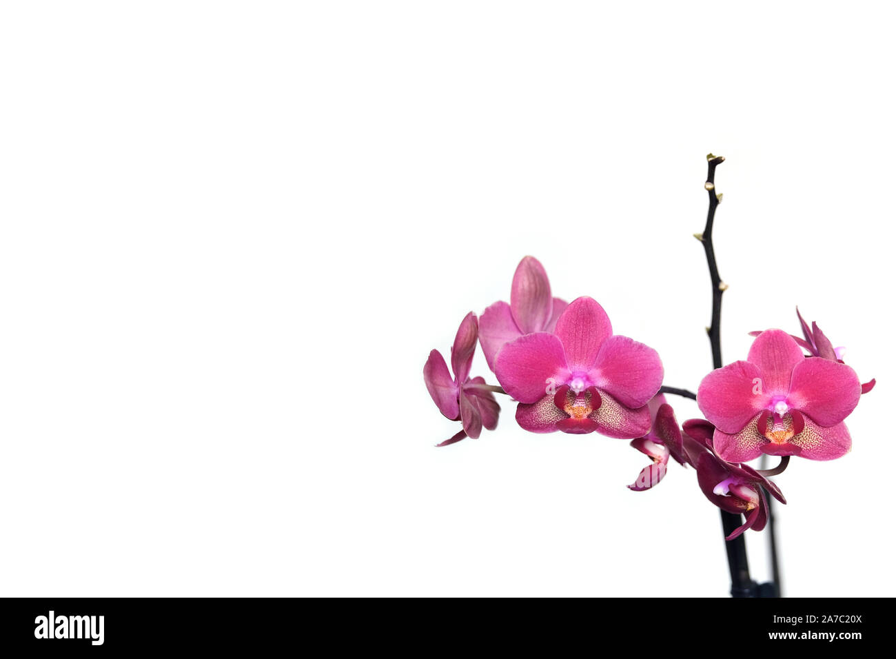 Grußkarten mit schönen rosa Orchidee Blumen blühen auf weißem Hintergrund rechts und freien Raum isoliert für Text über Fotografie links Stockfoto