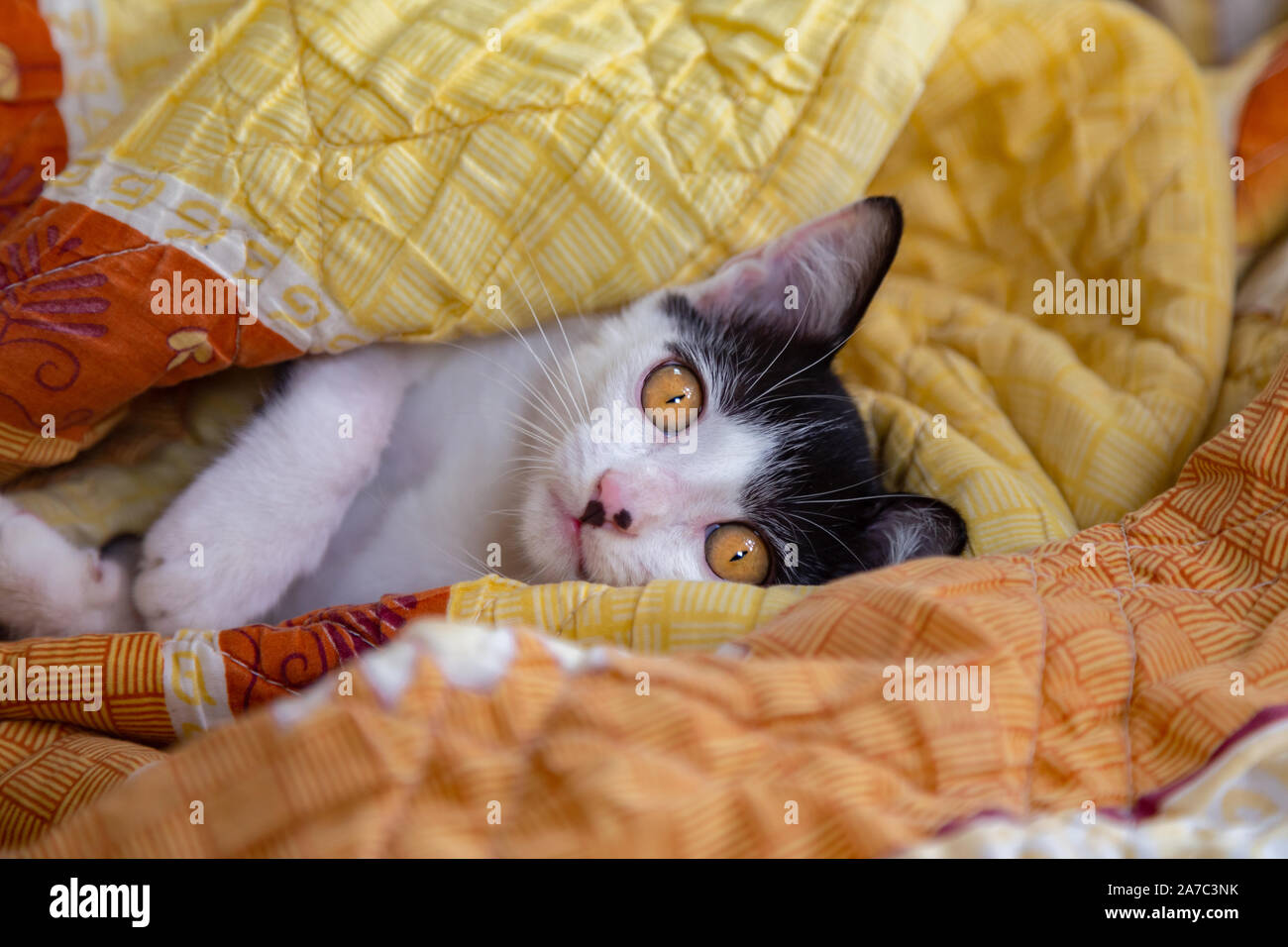 Faul Kätzchen Katze schläft gut in die Decke und wacht am Morgen auf Montag Morgen.. Stockfoto