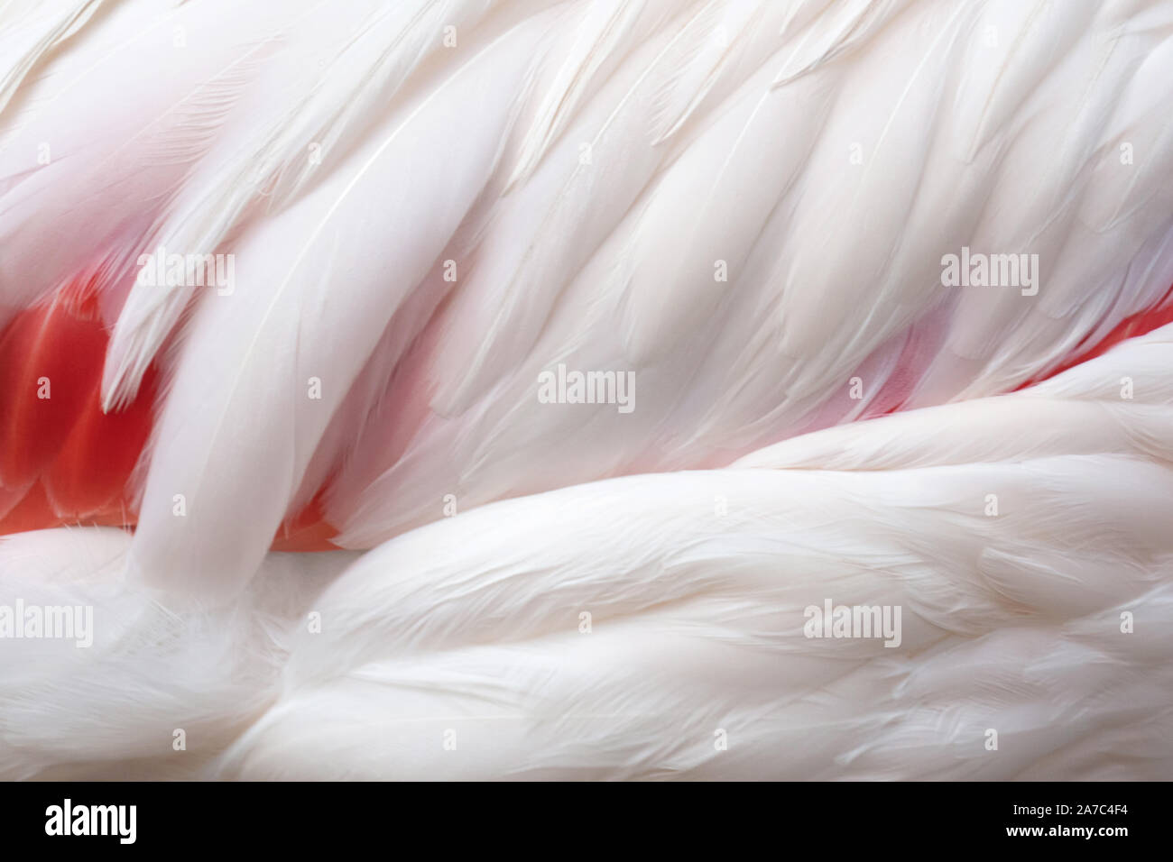 Nahaufnahme schönen weißen und rosa Flamingos oder Flamingos federn Flügel. vogelfeder rechtsextremen Hintergrund. Stockfoto