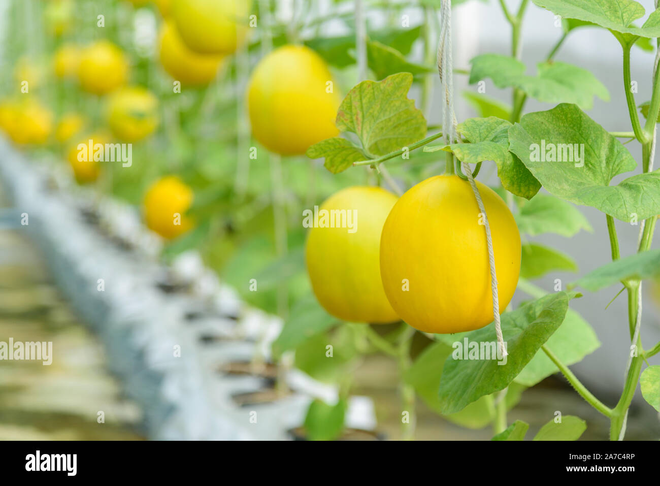Frische goldene Melone in Farm Stockfoto