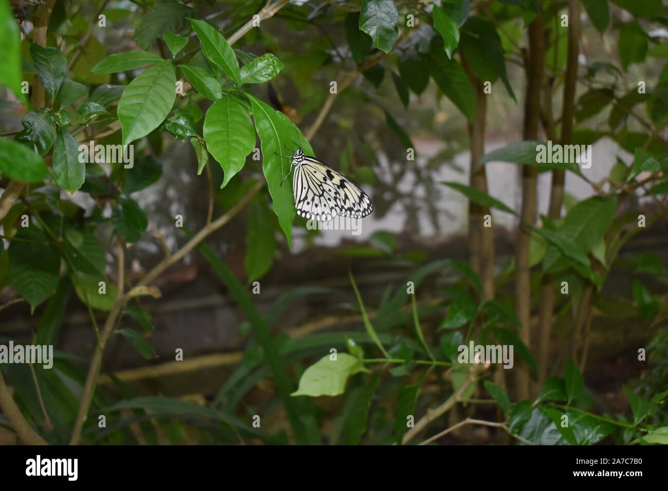 Schmetterling sitzt auf einem Blatt im Wald Stockfoto