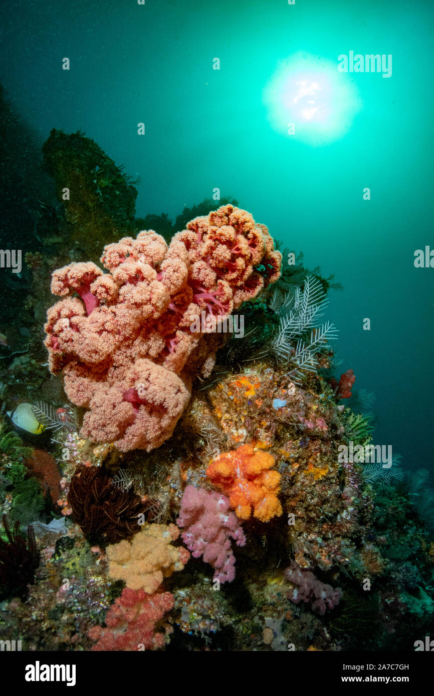 Unterwasser Bild von bunten Weichkorallen mit Sonne und Meer im Hintergrund Stockfoto