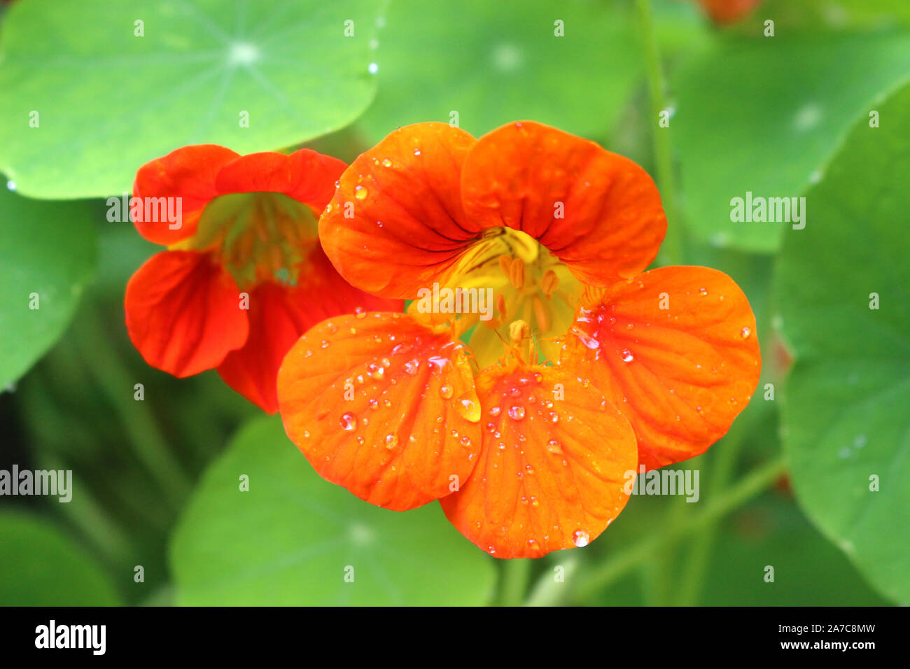 Helles Orange Kapuzinerkresse Blumen wachsen Stockfoto