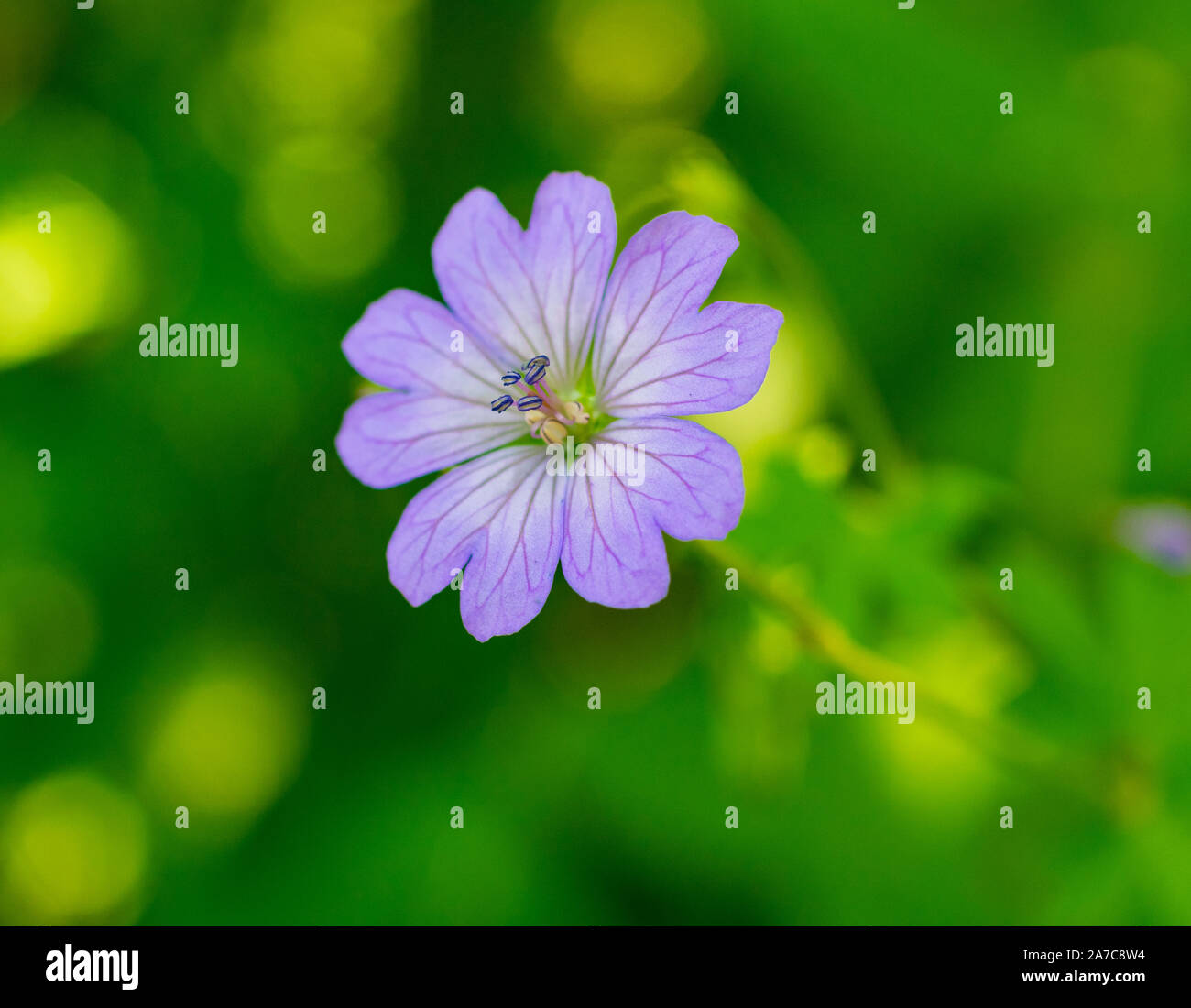 Schöne und elegante violette Blume von oben erfasst auf Frühling. Stockfoto