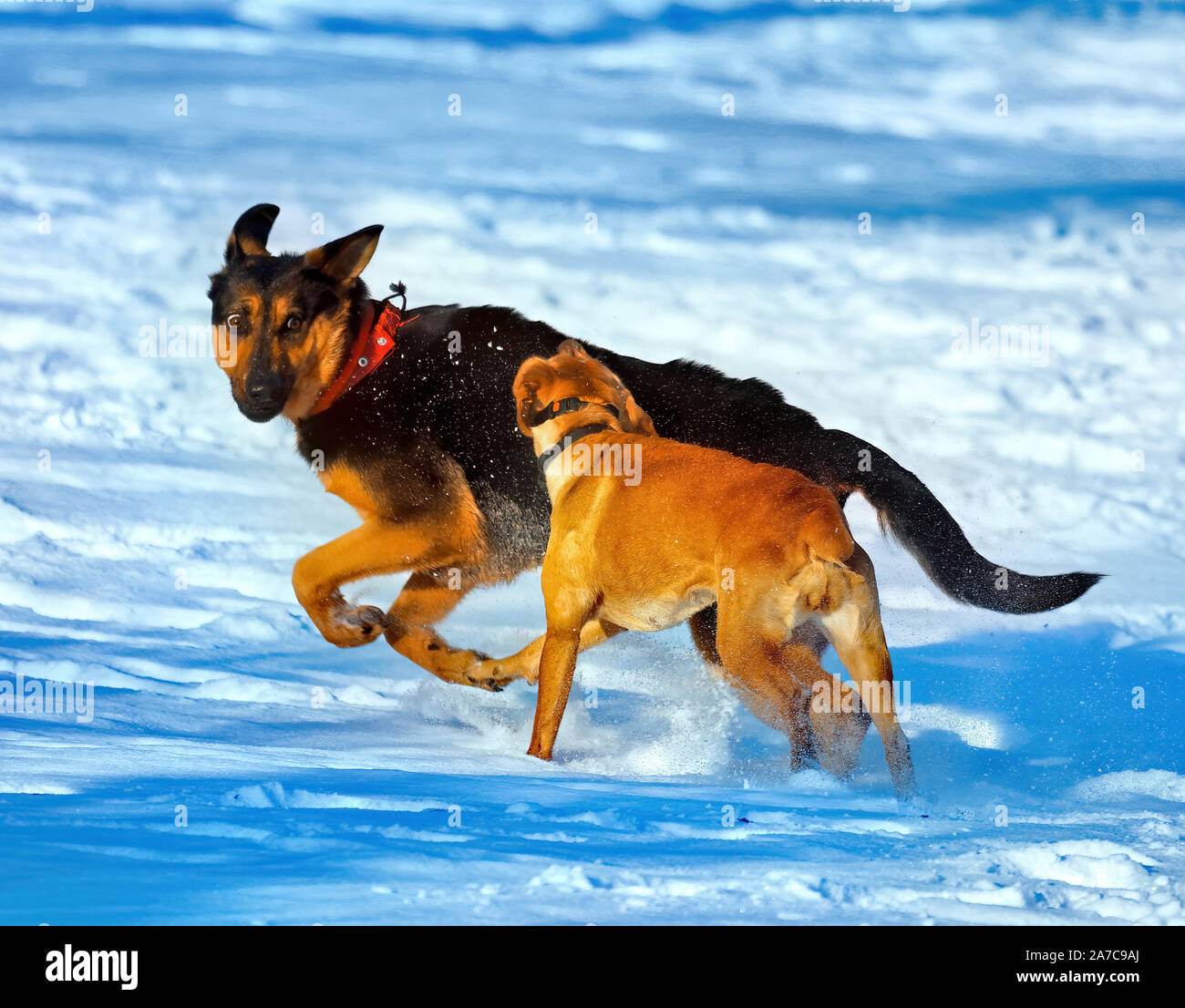 Hunde im Schnee spielen Stockfoto