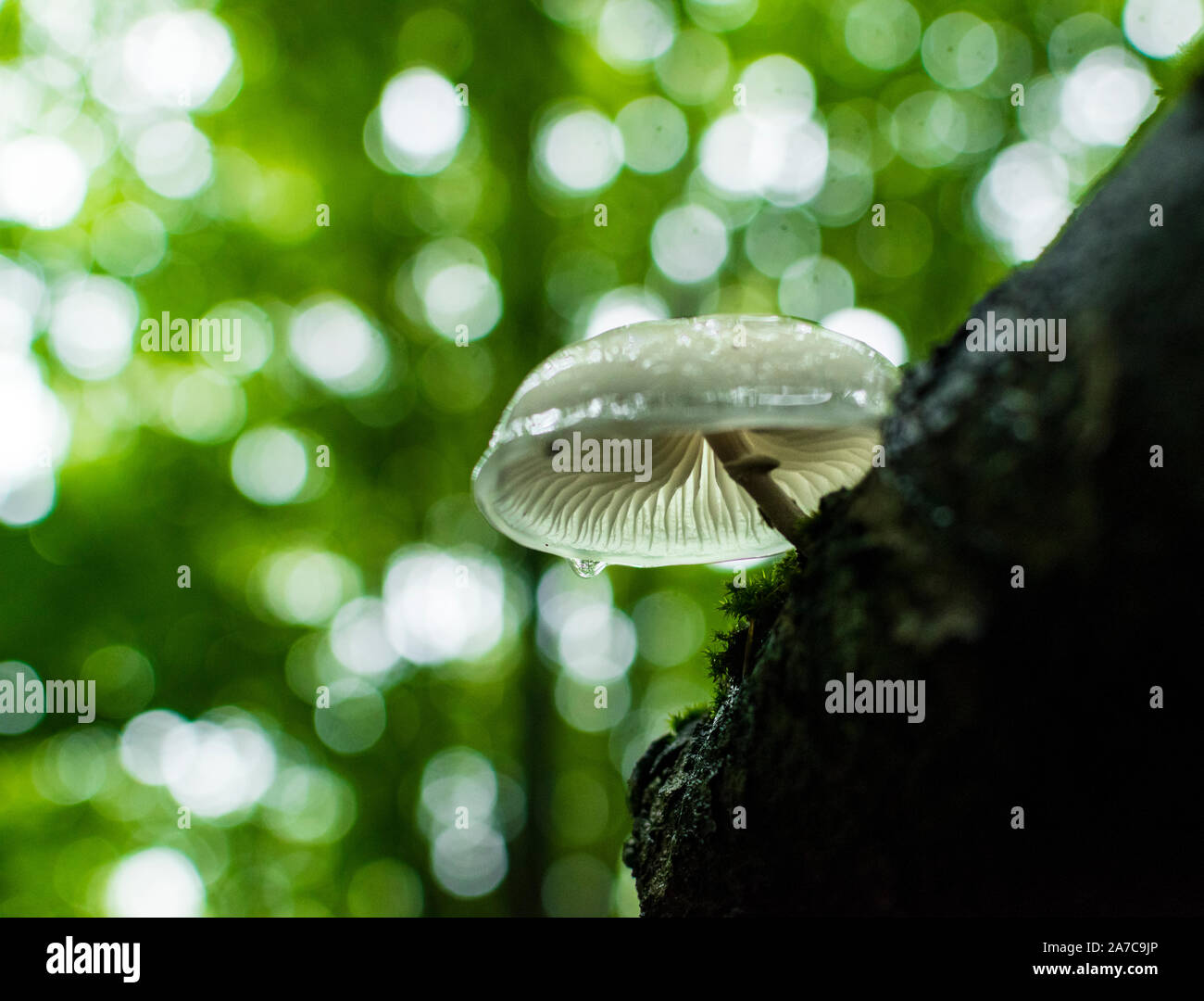 Porzellan (Oudemansiella mucida Pilze) auf einem Buche im Wald anmelden. Stockfoto