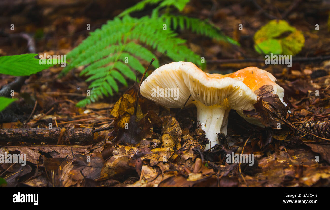 Pilzzucht im Wald nach dem Regen. Stockfoto
