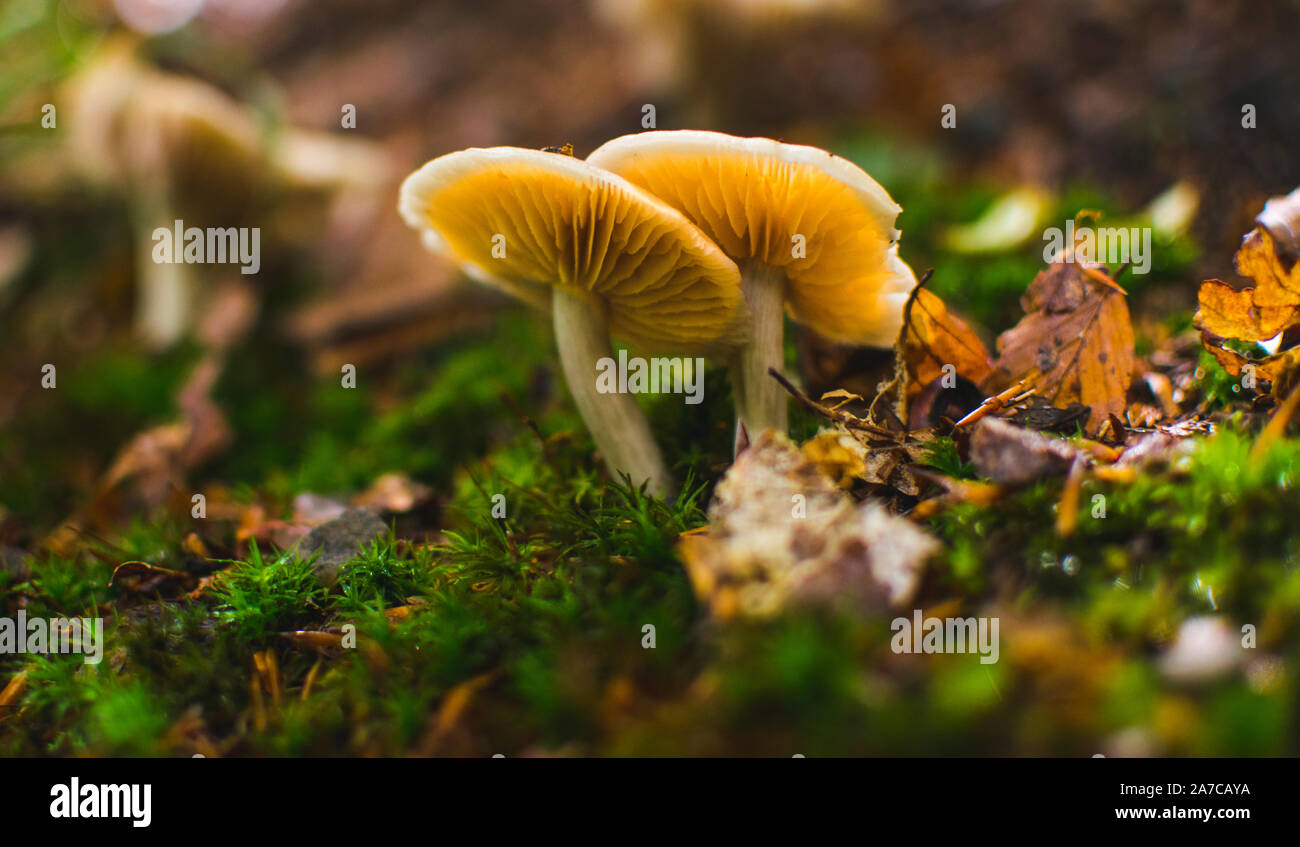 Pilzzucht im Wald nach dem Regen. Low Angle View Stockfoto