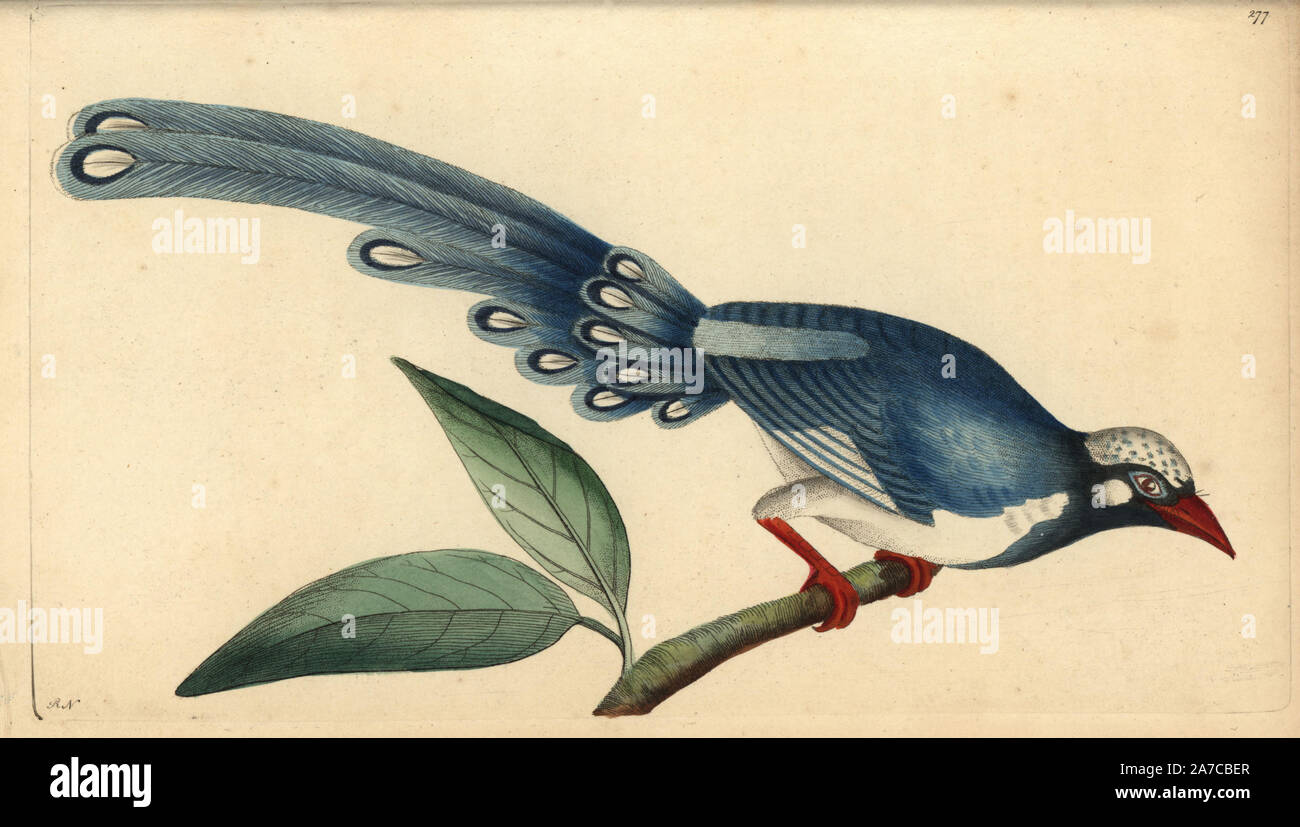 Red-billed Blue Magpie, Urocissa erythrorhyncha. Abbildung unterzeichnet RN (Richard Nodder). Papierkörbe Kupferstich von George Shaw und Frederick nodder's" des Naturforschers Miscellany" 1796. Frederick Polydore Nodder (17511801?) war ein begnadeter Natural history Artist und Graveur. Nodder seine Zeichenkunst arbeiten an Captain Cook und Joseph Banks' Florilegium und Gravur Sydney Parkinson Skizzen der australische Pflanzen verfeinert. Er war 'botanischen Maler an Ihre Majestät Königin Charlotte" im Jahr 1785. Nodder zeichnete auch die botanischen Studien in Thomas Martyns Flora Rustica (1792) und 38 Platten Stockfoto