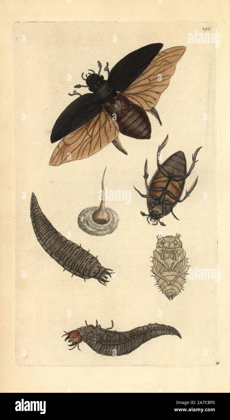 Tolles tauchen Wasser Käfer, Dyticus Piceus. Illustration gezeichnet von George Shaw. Papierkörbe Kupferstich von George Shaw und Frederick nodder's" des Naturforschers Miscellany", London, 1796. Die meisten der 1.064 Abbildungen von Tieren, Vögeln, Insekten, Krebstiere, Fische, Meerestiere und mikroskopischen Geschöpfe wurden von George Shaw und Frederick Nodder und Richard Nodder, und gravierte ausgearbeitet und von den Nodder Familie veröffentlicht. Friedrich zeichnete und gravierte viele Der kupferstiche bis zu seinem Tod um 1800, und Sohn Richard (17741823) war verantwortlich für die Platten RN oder RPN unterzeichnet. Richard- Stockfoto