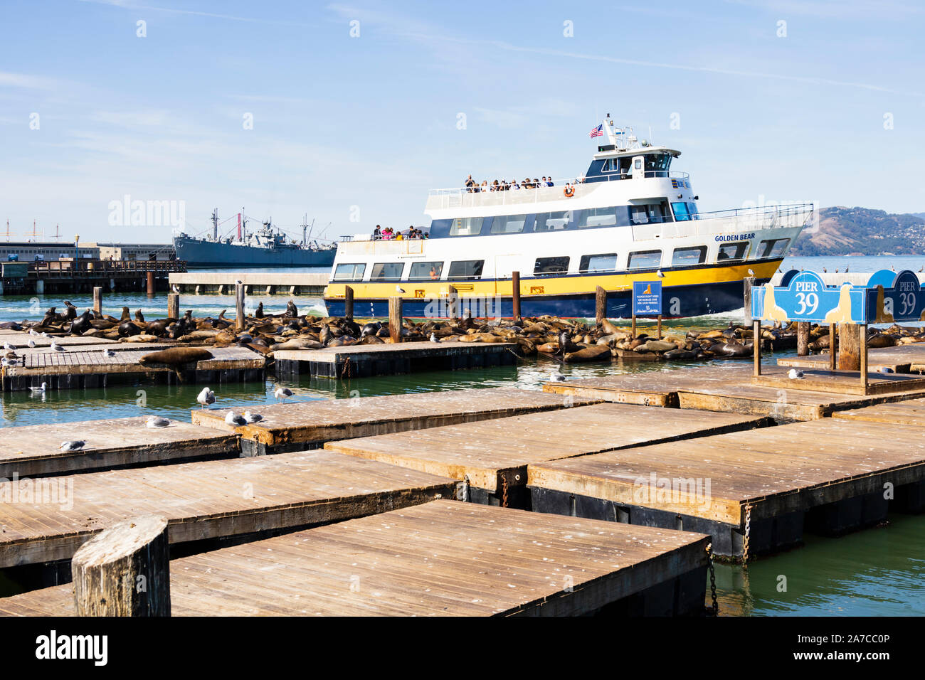 Kalifornische Seelöwen zalophus californianus, am Pier 39, San Francisco, Kalifornien, Vereinigte Staaten von Amerika Stockfoto