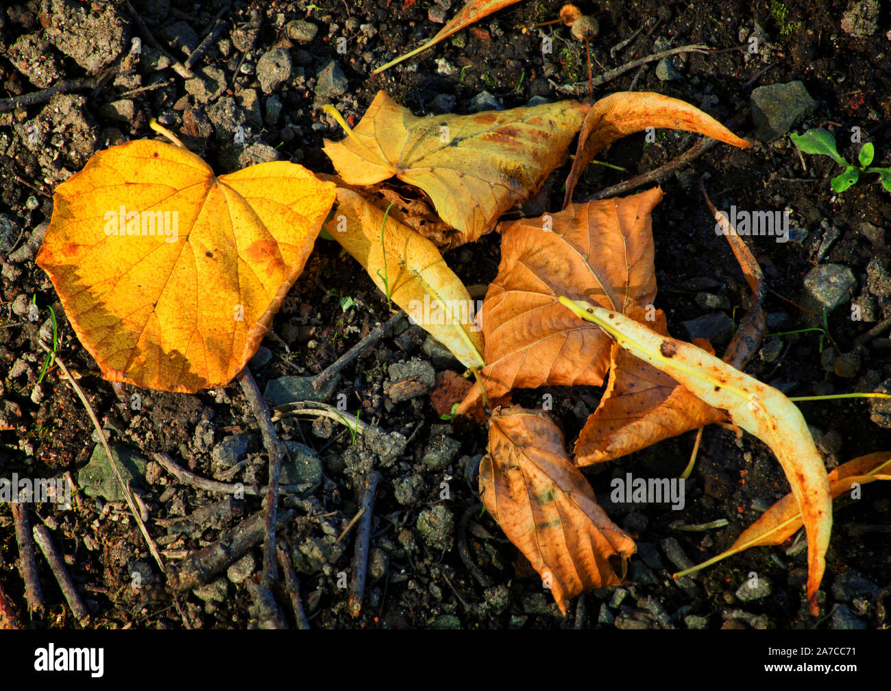 Herbst Blätter bilden einen angenehmen Muster auf den Boden Stockfoto