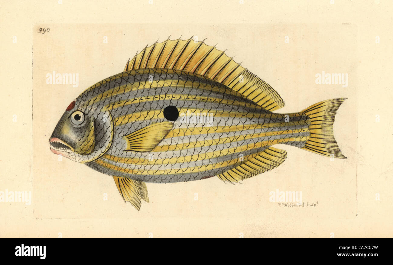 Sciaena unimaculata Fotos und Bildmaterial in hoher Auflösung Alamy