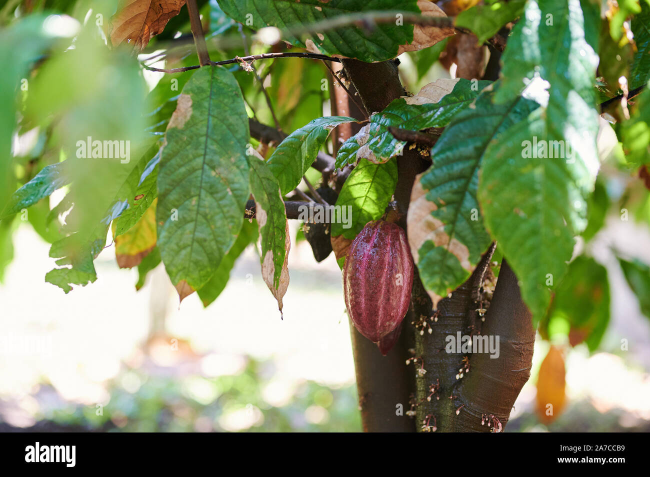 Frische bereit zu ernten Cacao pod hängen am Baum Stockfoto