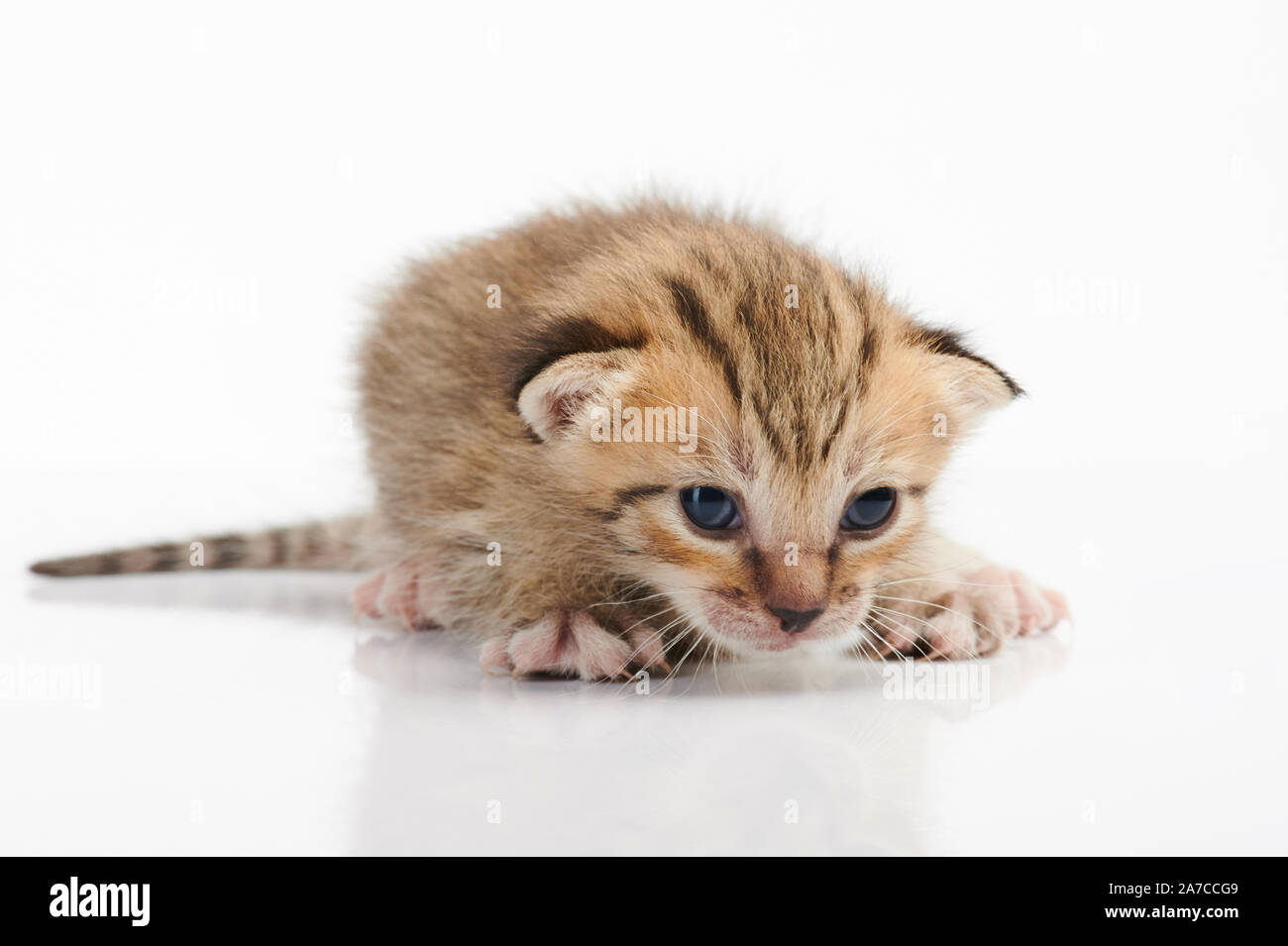 Flauschige hellbraun Kitty Cat auf weißem Hintergrund Stockfoto