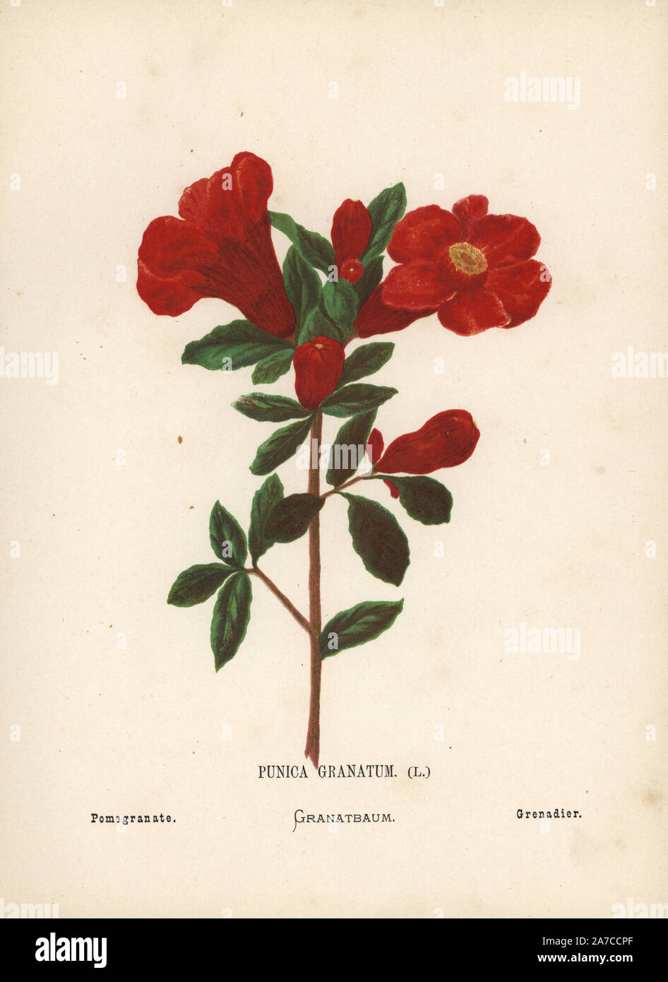 Granatapfel Blume, Punica Granatum. Chromolithograph eines botanischen  Illustration von Hannah Zeller aus Ihrem eigenen wilden Blumen des Heiligen  Landes", James Nisbet, London, 1876. Hannah Zeller (1838-1922) war ein  Schweizer Missionar, der in