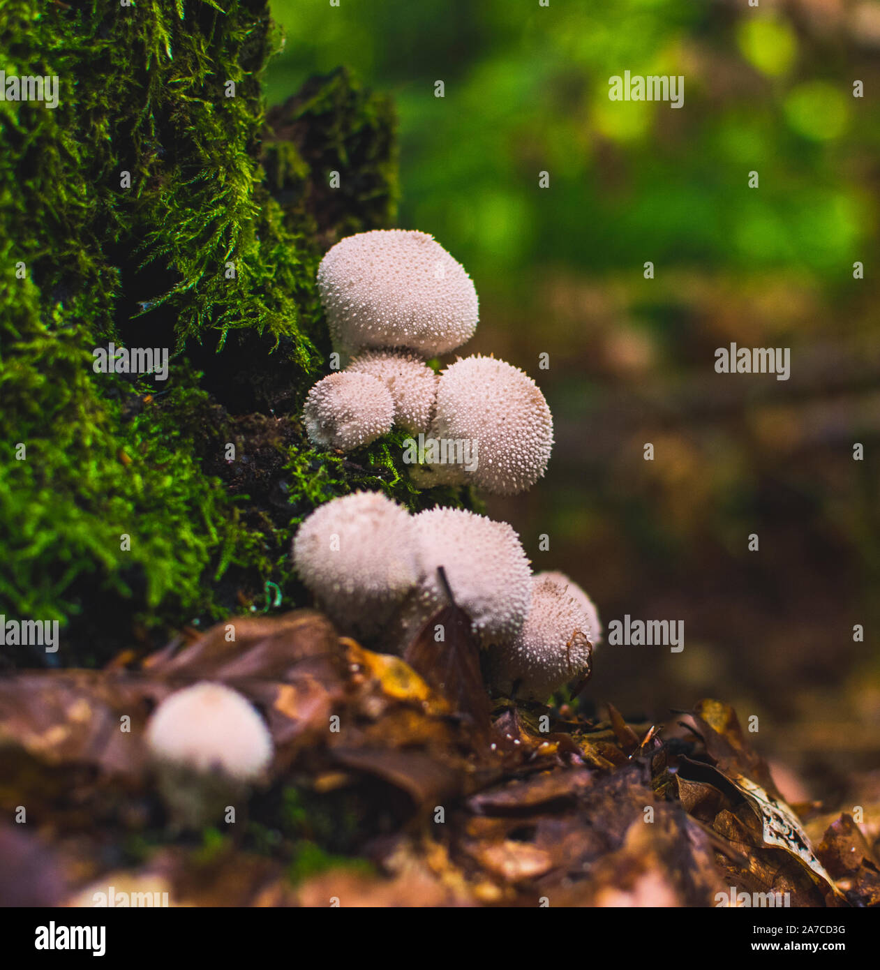 Paar gemeinsame Bovisten wachsen aus Moos. (Lycoperdon perlatum). Stockfoto