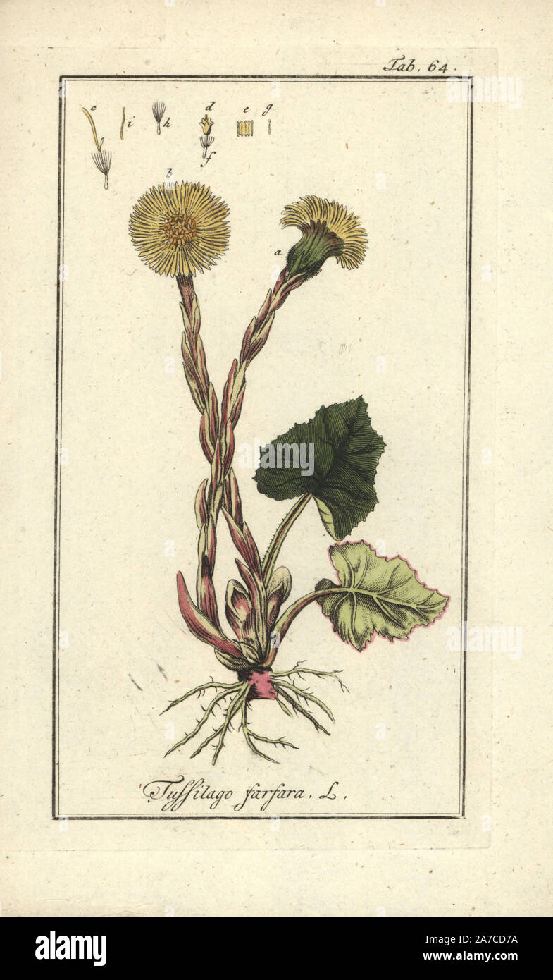 Huflattich, Tussilago farfara. Papierkörbe Kupferstich von Johannes Zorn's 'Icones plantarum medicinalium", Deutschland, 1796. Zorn (1739-99) war ein deutscher Apotheker und Botaniker waren in ganz Europa unterwegs, auf der Suche nach Heilpflanzen. Stockfoto