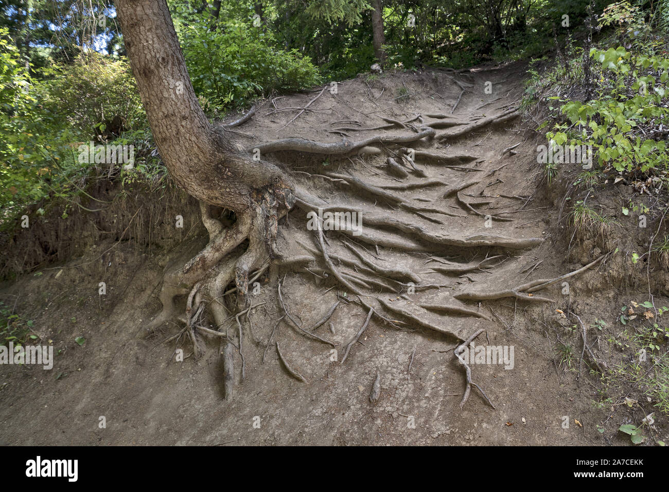 Georgien: Alter Baum mit bizarren Wurzeln Stockfoto