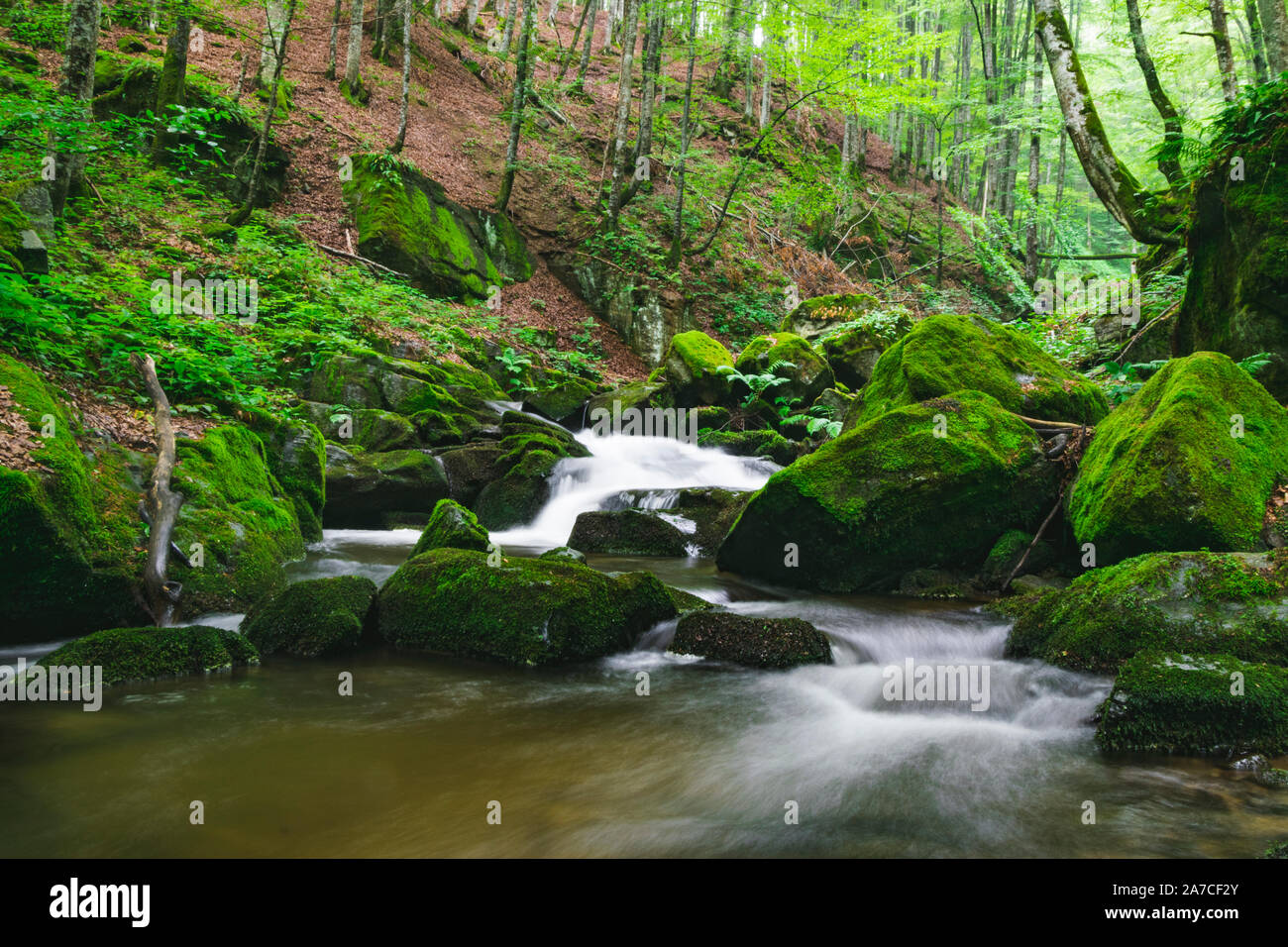 Landschaft der schönen Fluss tief im Wald. Stockfoto