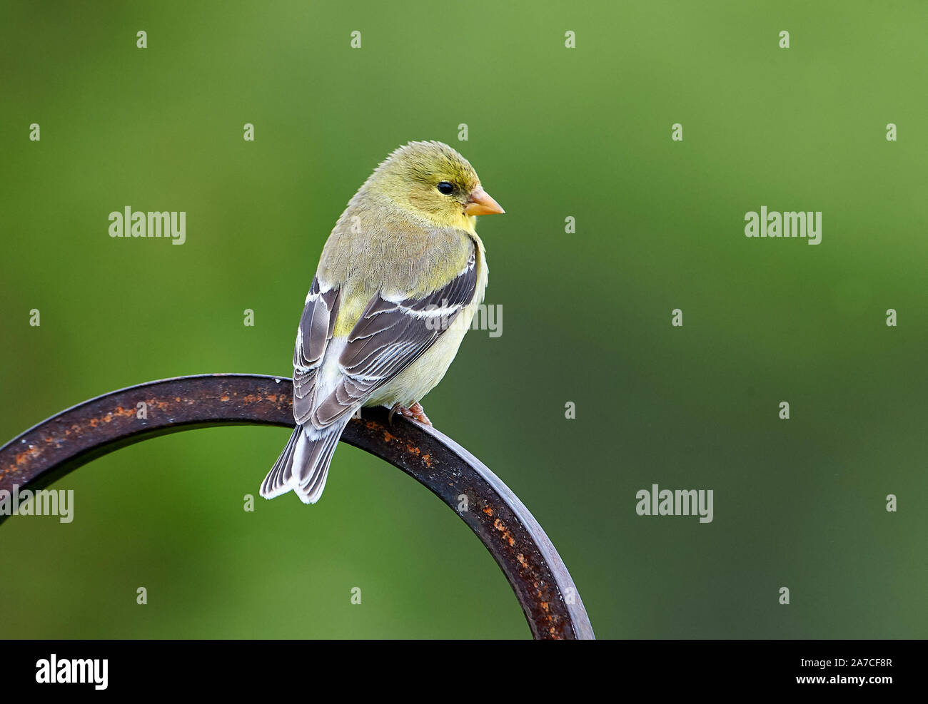 Weibliche amerikanische Stieglitz (Carduelis Tristis) thront Cherry Hill, Nova Scotia, Kanada Stockfoto