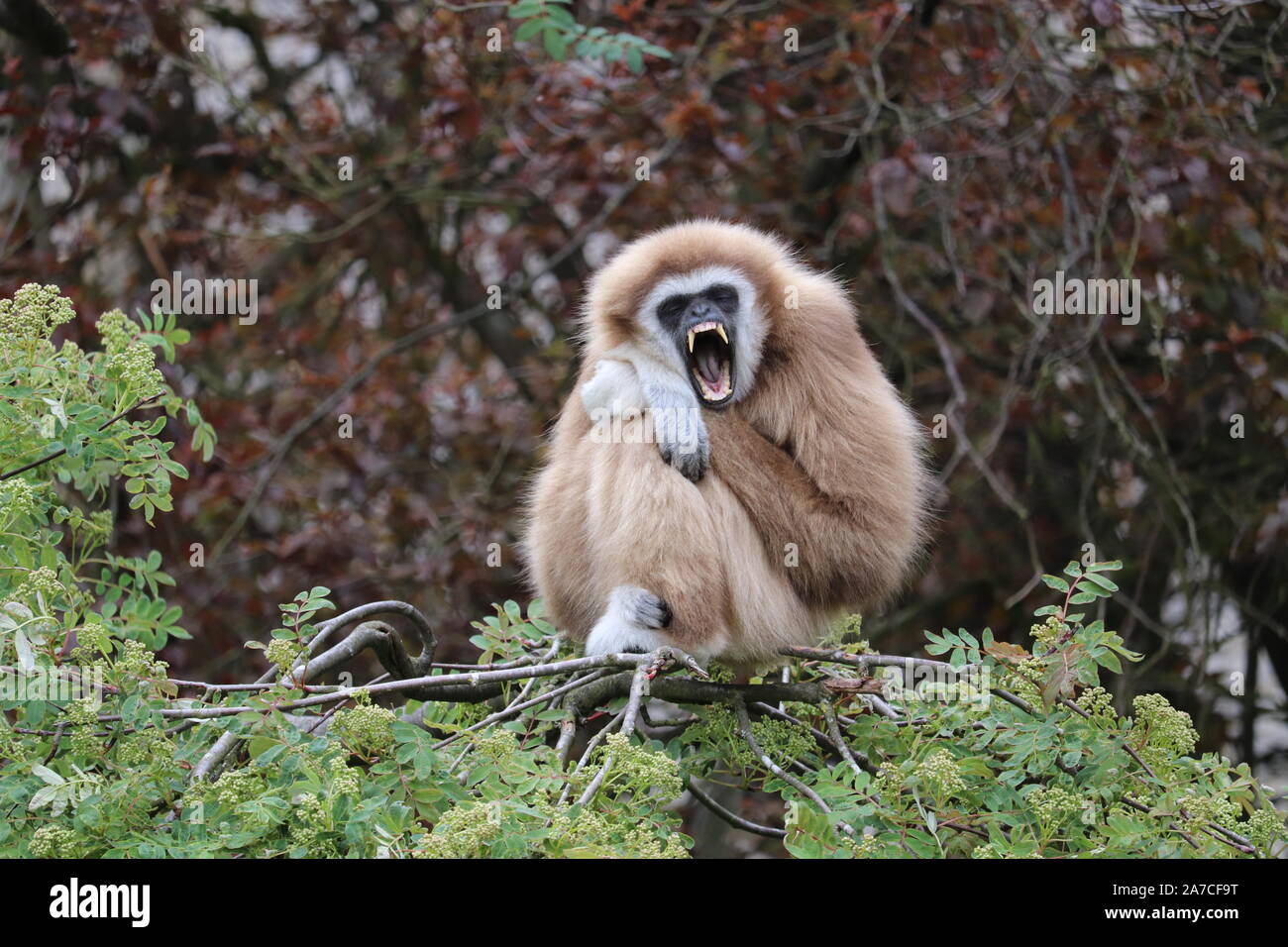 Weibliche Lar Gibbon, Penny, Gähnen (Hylobates lar) Stockfoto