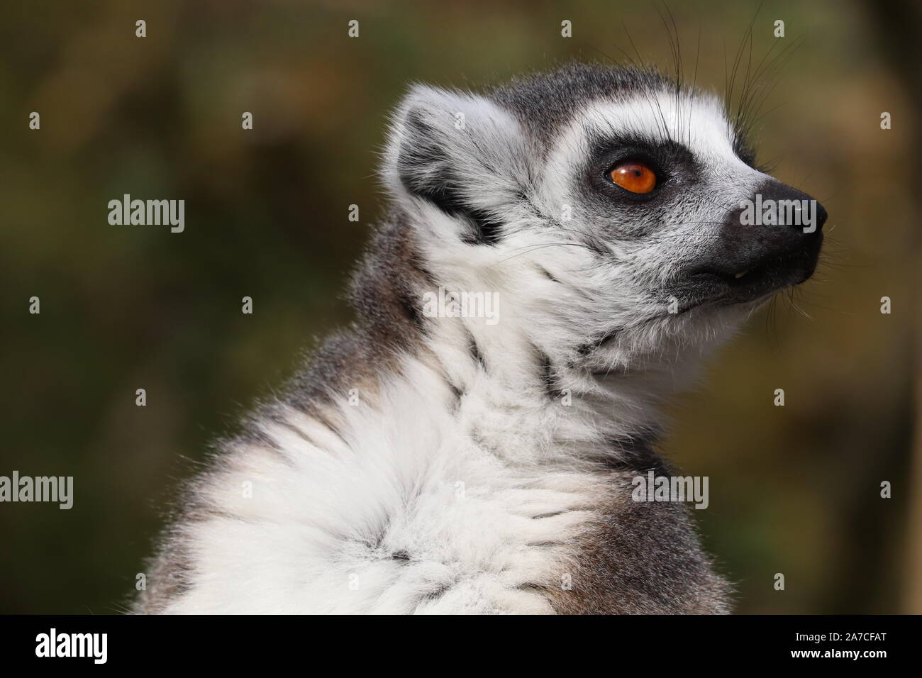 Männliche Ring Tailed Lemur (Lemur catta) Stockfoto