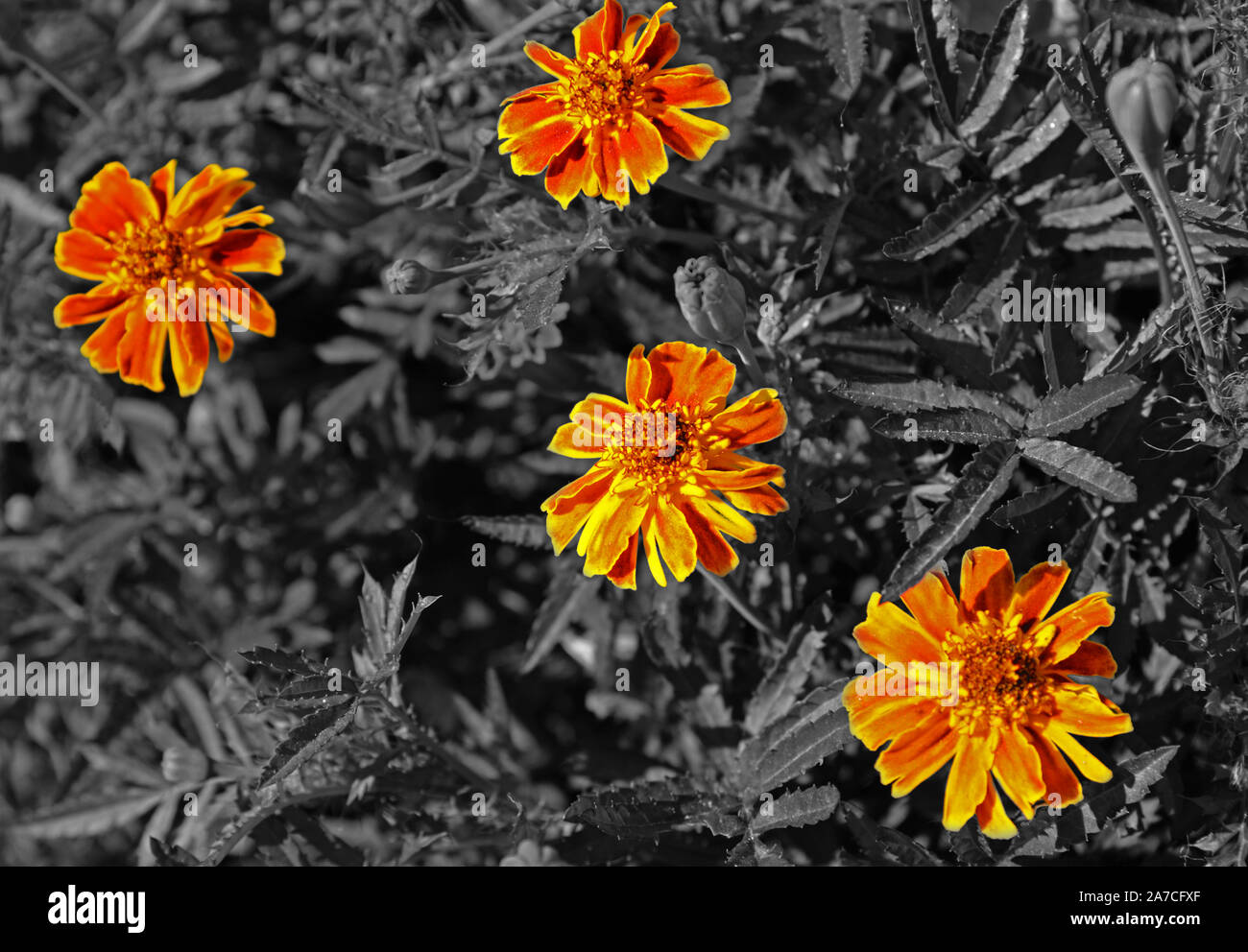 Tagetes erecta oder Aztec, afrikanische, mexikanische Ringelblume. Schöne orange Blumen in Blüte gefärbt. Stockfoto