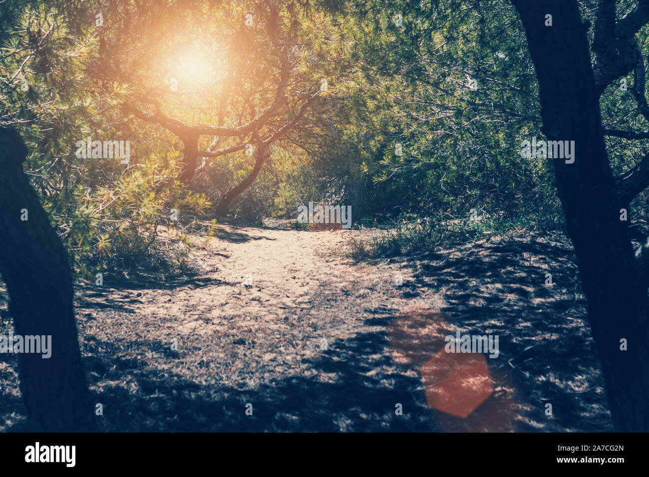 Der Weg durch das Cedar Grove Stockfoto
