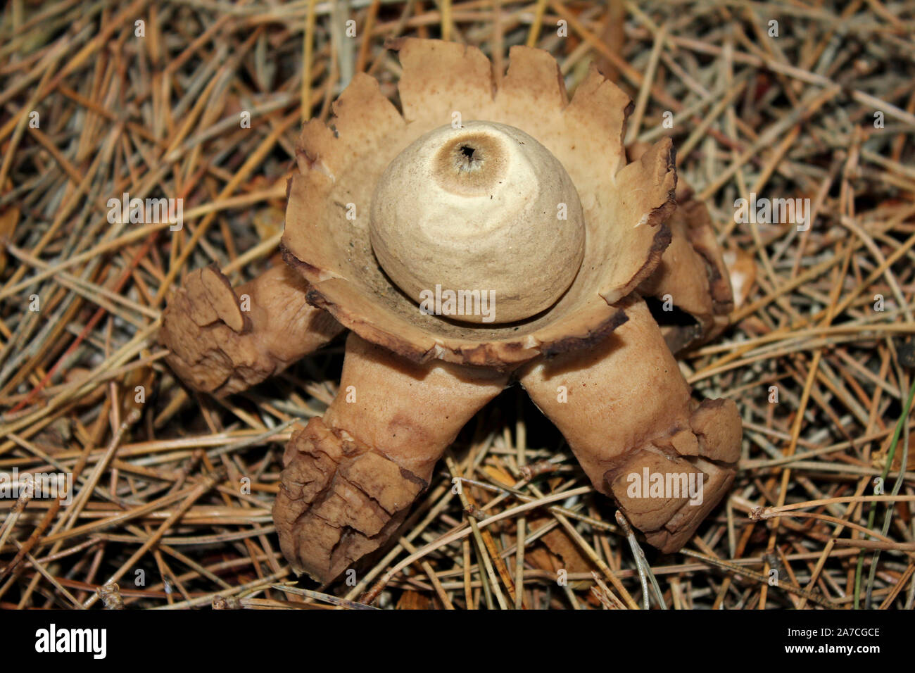 Mit Kragen Earthstar Geastrum triplex Stockfoto