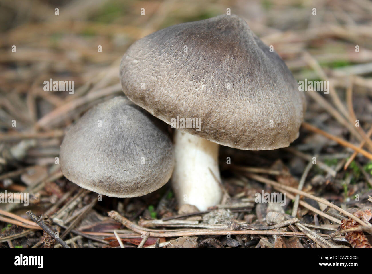 Graue Ritter Tricholoma terreum Stockfoto