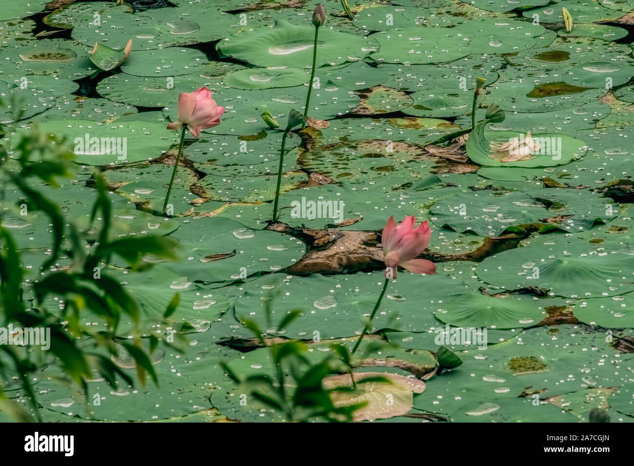 Blume, Rosa, Lotus, ein Herbst, Blume. SE Asien: Indien, für die Dekoration, Gottesdienst, Heilige, Anlass, Jhargram, West Bengal, Indien. Stockfoto