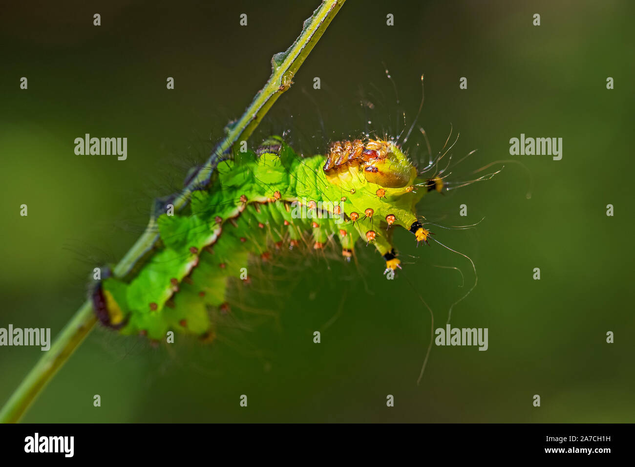Chinesisch moon moth-Actias ningpoana, schöne gelb grün Motte aus asiatischen Wälder, China. Stockfoto
