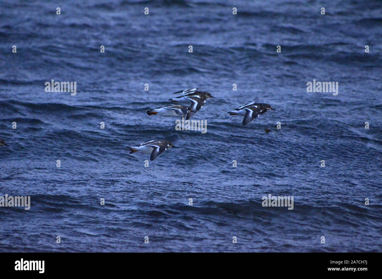 Steinwältzer (Arenaria interpres) am Strand von Channonry Punkt auf der Black Isle Inverness-shire Schottland Großbritannien Stockfoto