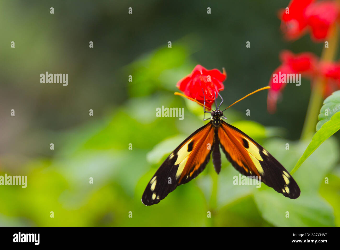 Schmetterling schwarz orange gelb gepunktete Stockfoto