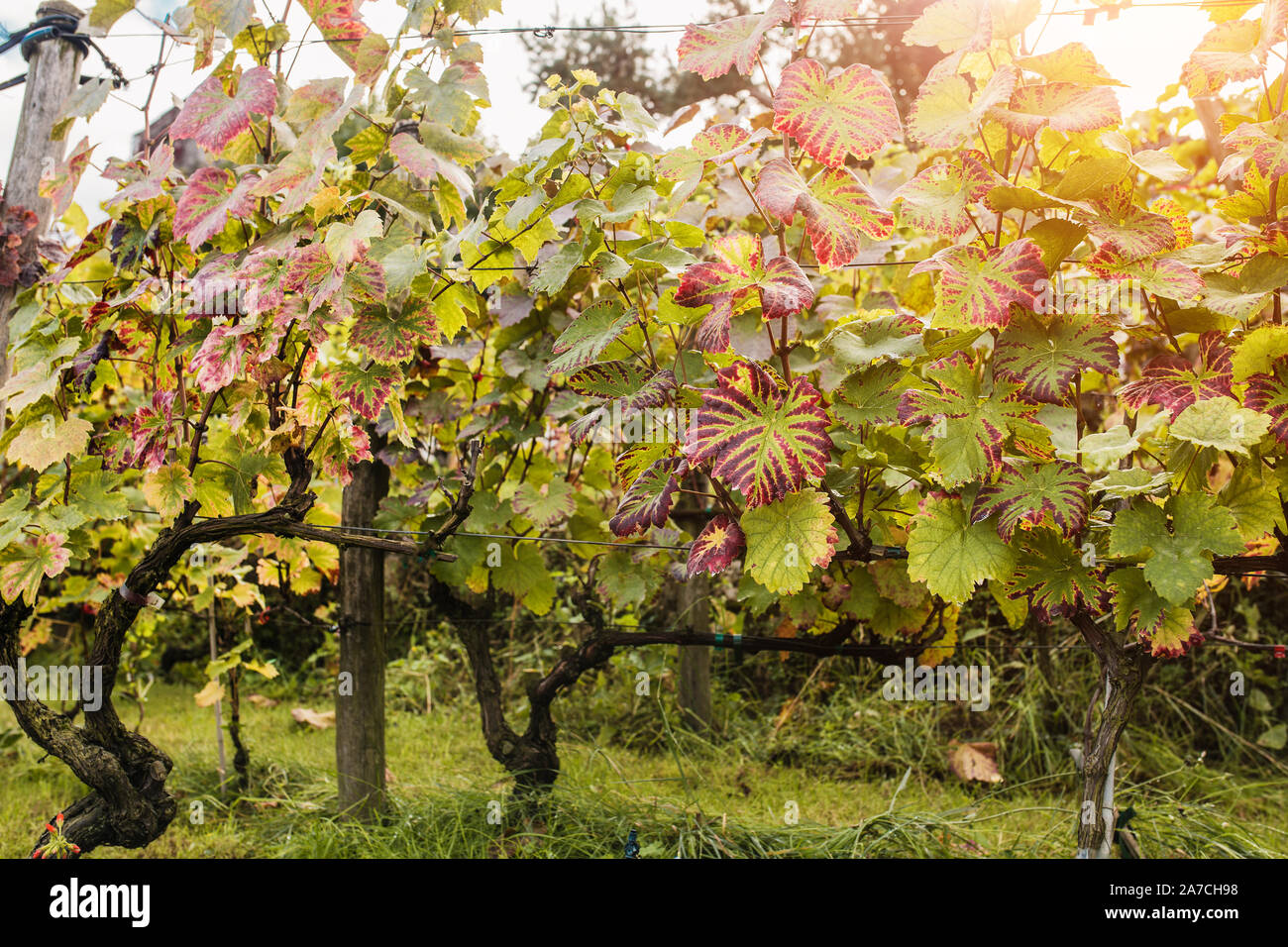 Grapevine im späten Herbst - weinlese Saison Stockfoto