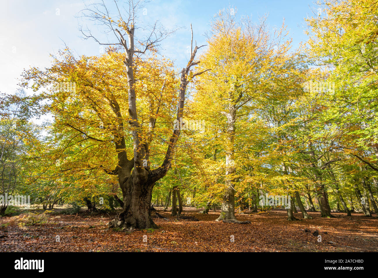 Burnham Beeches National Nature Reserve im Herbst, Buckinghamshire, Großbritannien Stockfoto