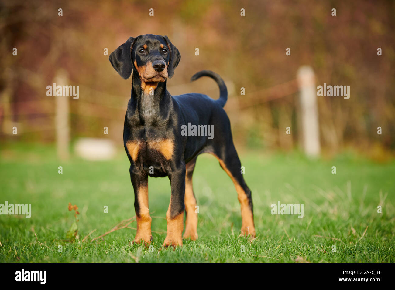 Stehend Dobermann Welpen Stockfoto