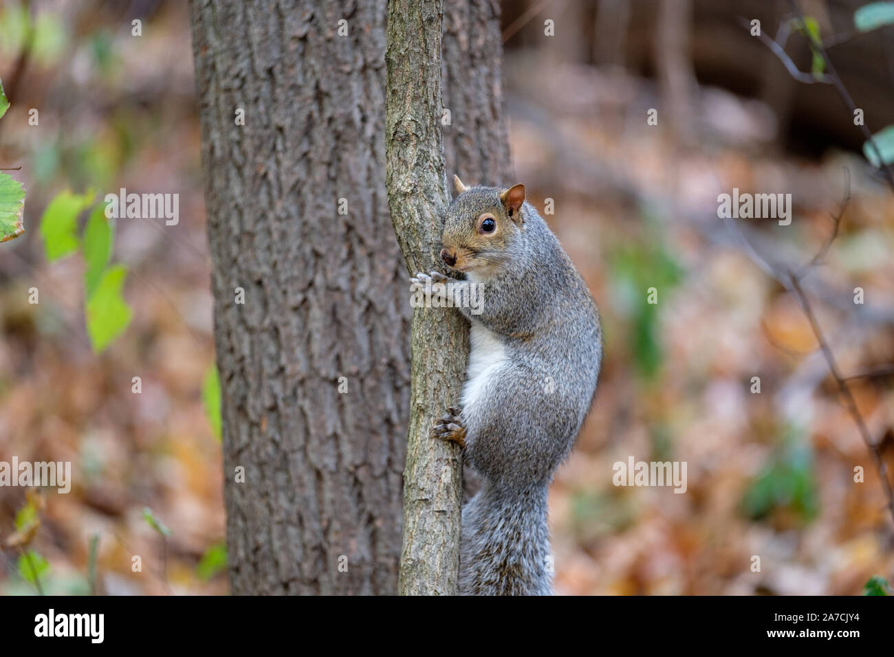Ein Eichhörnchen auf einen Baum im Herbst, im Central Park, New York Stockfoto