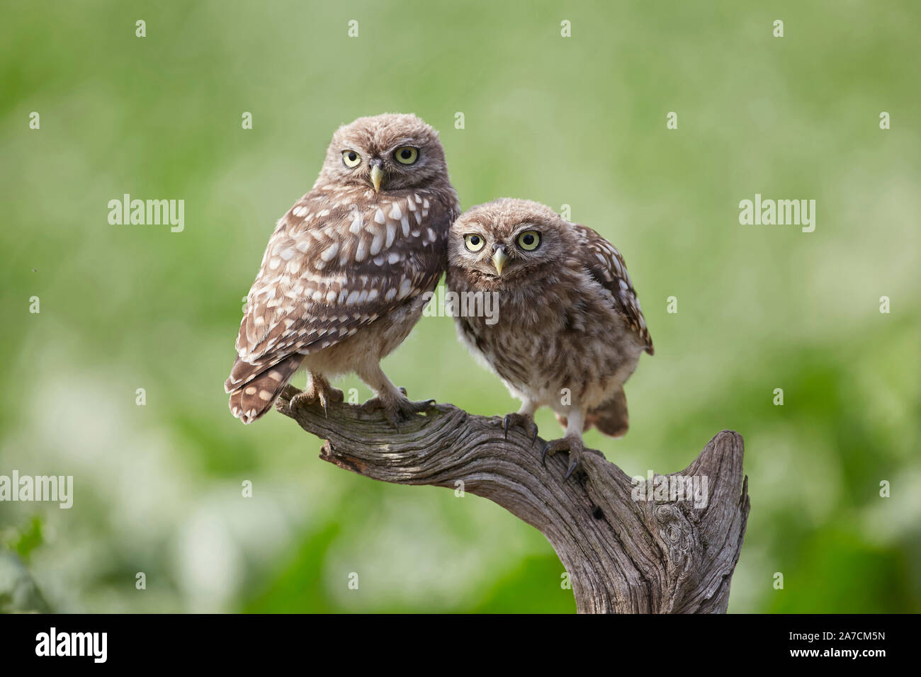 Zwei kleine Eule Bezeichnung, Athene noctua auf einer Stange. Stockfoto
