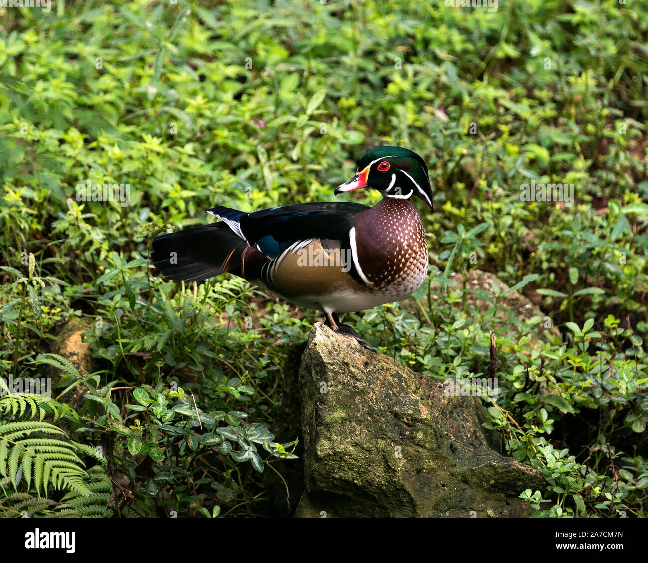 Holz Ente stehend auf einem Felsen und seine bunten Körper, Kopf, Schnabel, rote Augen, Gefieder und durch schönes Laub Hintergrund umgeben. Stockfoto