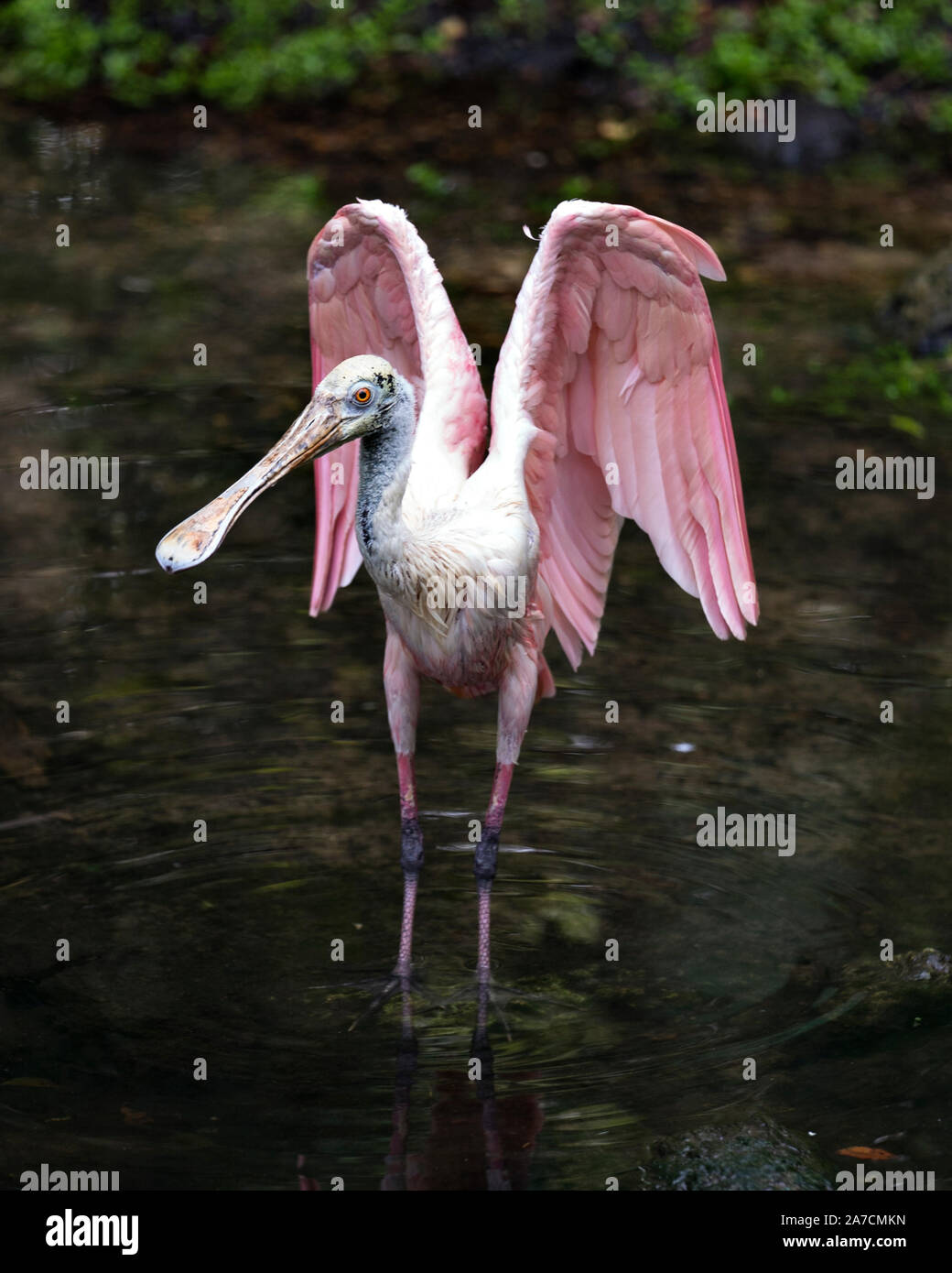 Rosalöffler Vogel in der Nähe im Wasser mit seinen Flügeln verteilt und Anzeigen von seinem Körper, Flügel, Bill, Auge, Umwelt und Umgebung, mit einem nic Stockfoto