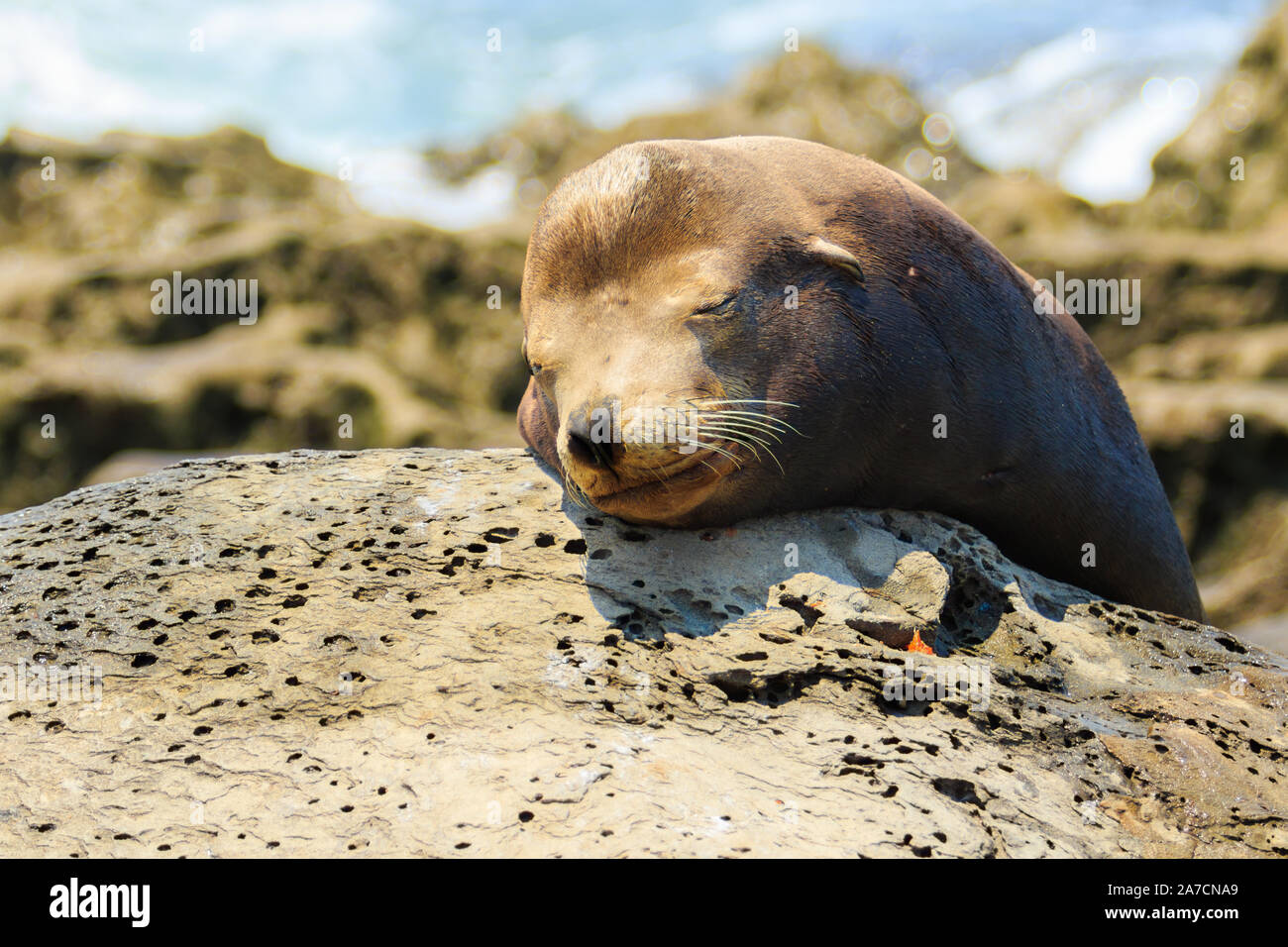 Seelöwen in der La Jolla Cove in San Diego, Kalifornien. Stockfoto