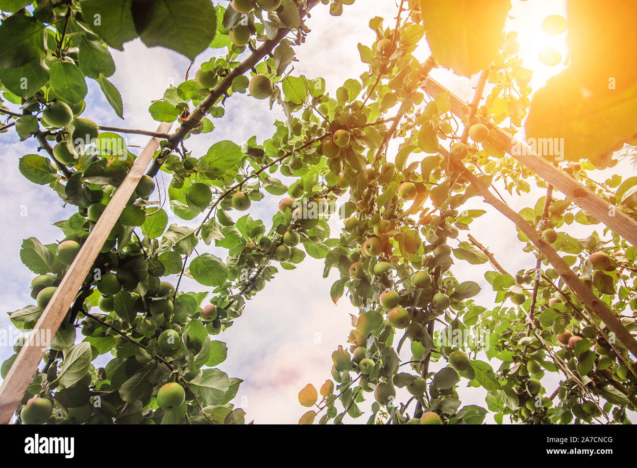 Agrar- und Landwirtschaft - Obstgarten auf der Farm Stockfoto