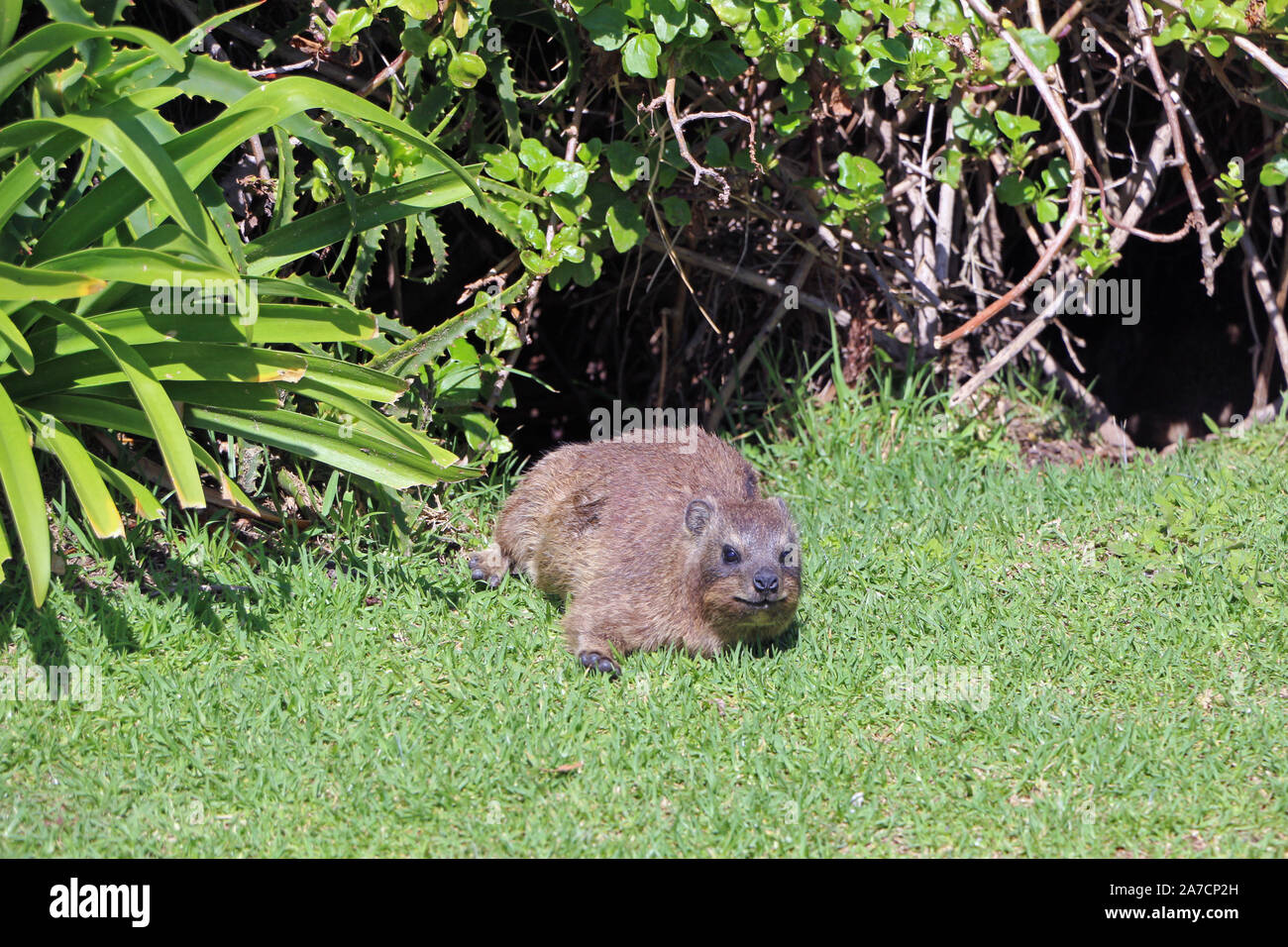 Cute Klippschliefer in Kapstadt Südafrika Stockfoto