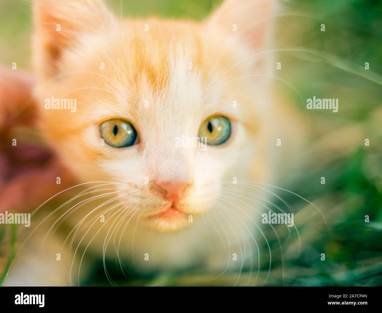 Ginger Kitten im Gras, sonnigen Tag im Garten. Stockfoto