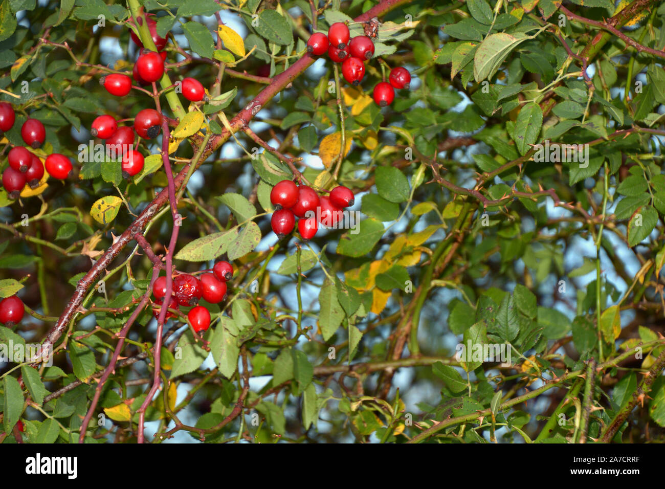 Leuchtend rote Hagebutten mit Blätter und Dornen am Rosenbusch, Hund Rosenbusch im Herbst Stockfoto