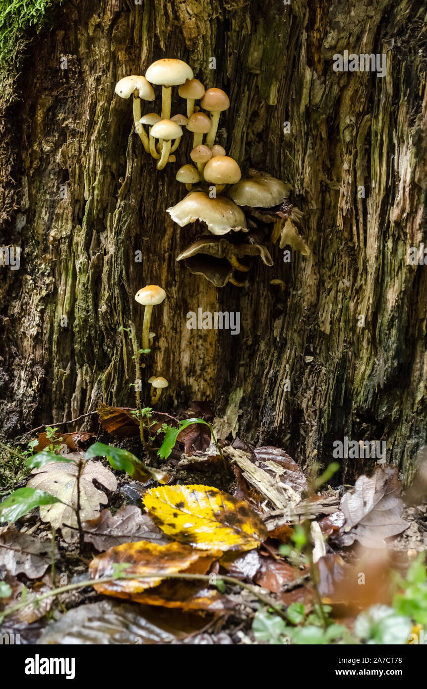 Hypholoma, da Schwefel Büschel bekannt, Pilze Pilze im Wald im Herbst in Deutschland, Westeuropa Stockfoto